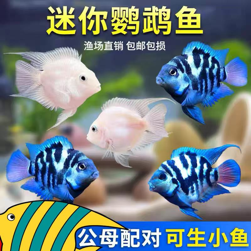 3-5cm迷你鹦鹉鱼观赏鱼（不分公母）4+2备损共6条