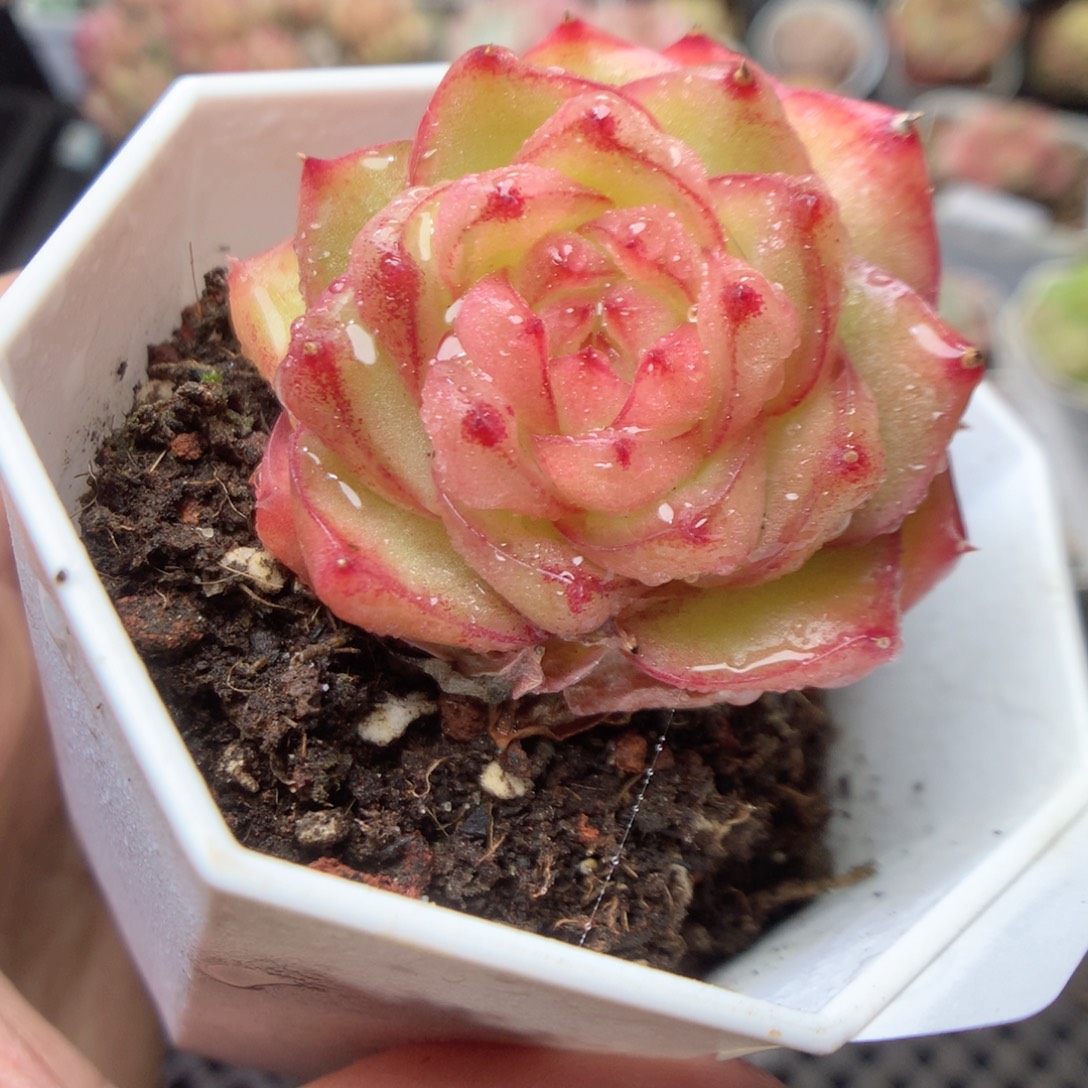 无花朵Q67。yyyyyyyyy