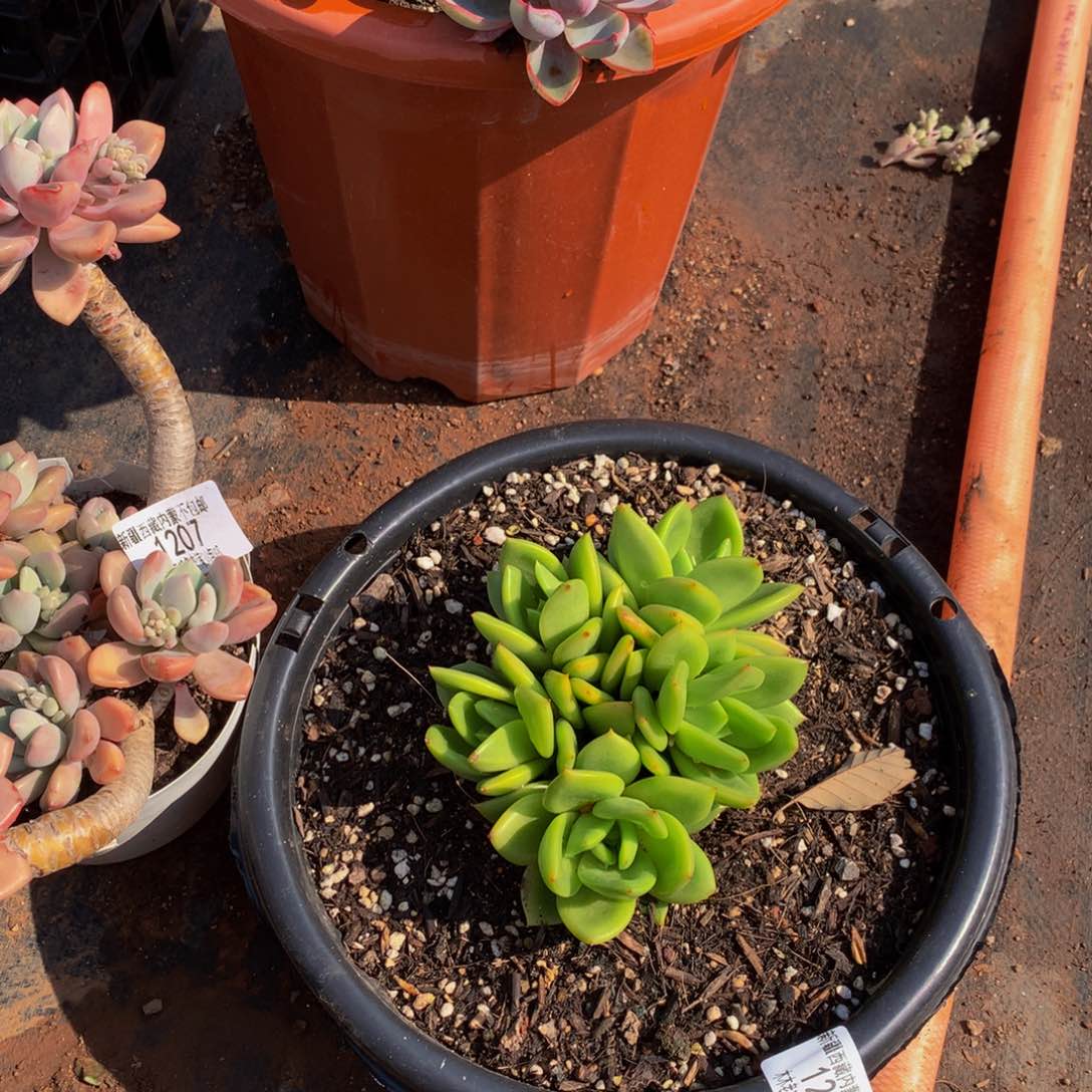 润***）1209翠花多肉