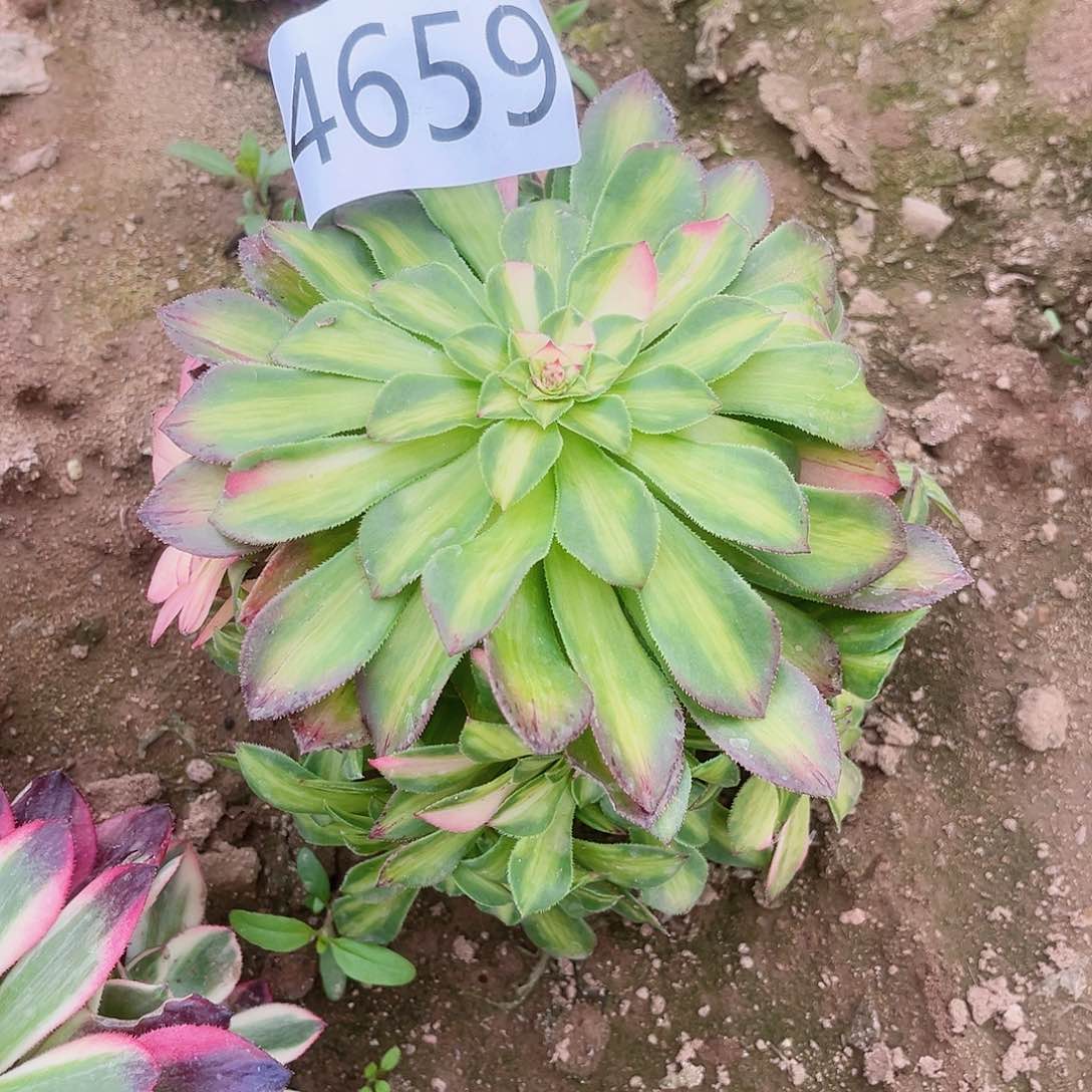 4659知否多肉植物