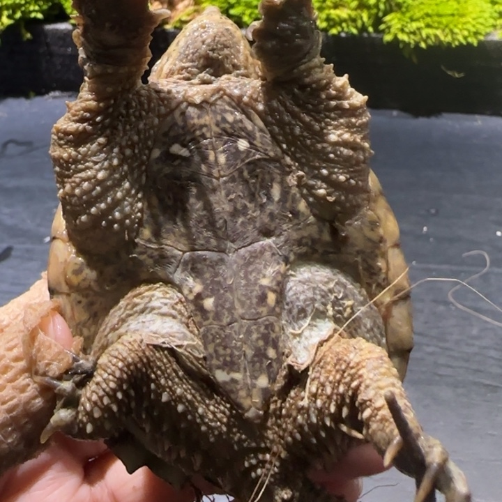 邪***盟宠物龟母不分公母