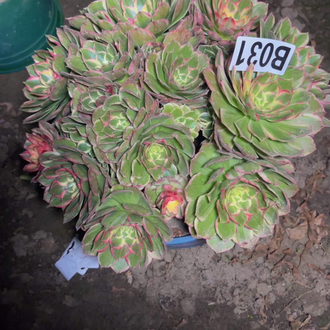 海燕法师26/////-26包邮