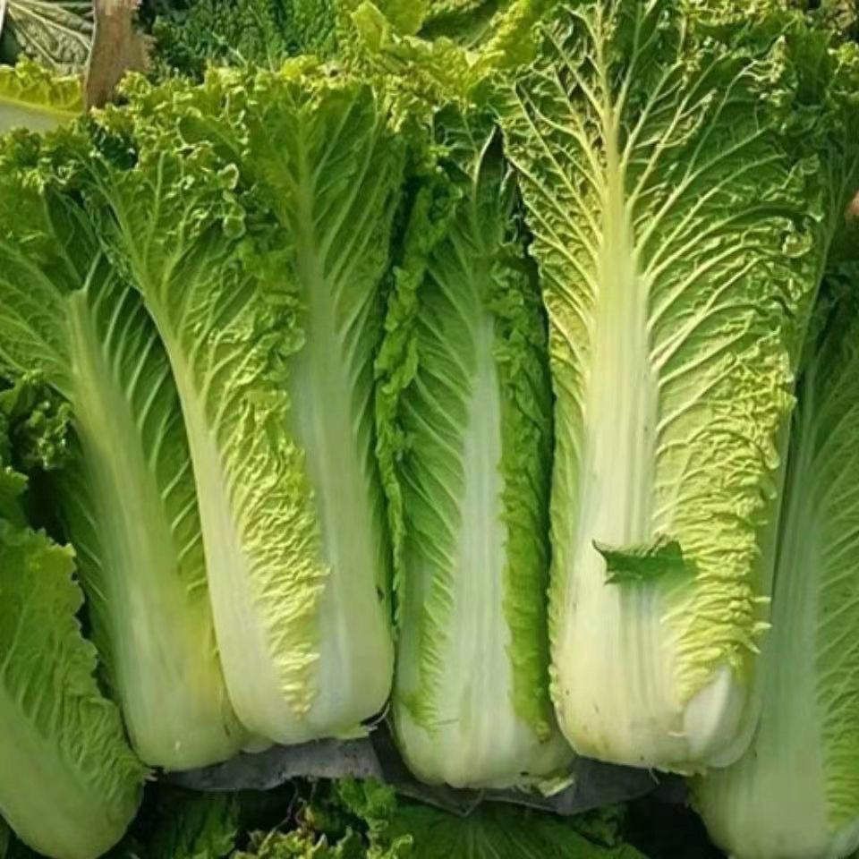 贵州高山露天种植青口白菜农家自种新鲜现采现发火锅菜