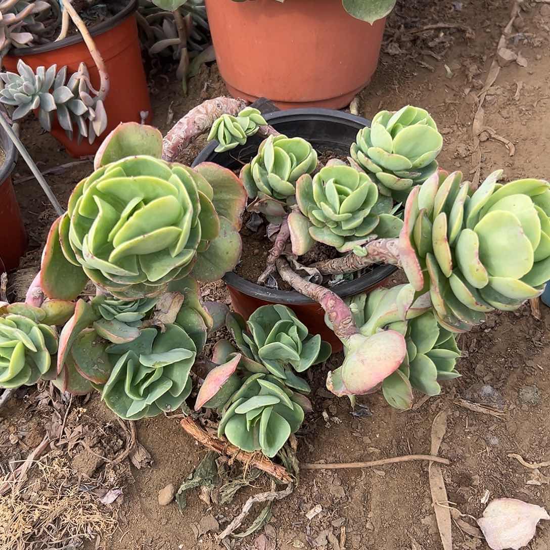 多肉植物鸡蛋碧桃