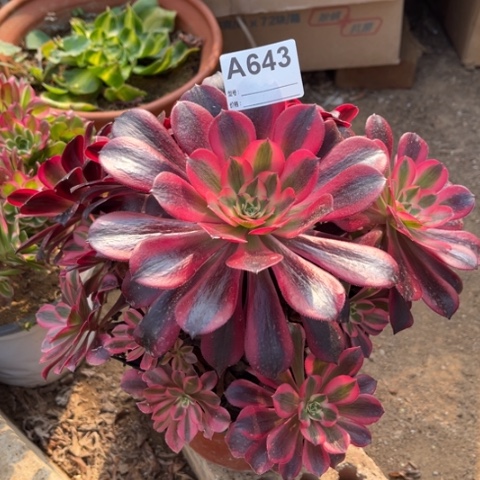 多肉植物美杜莎老桩