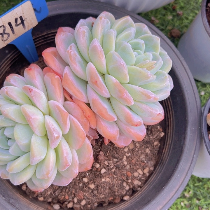 健健康康平平安安