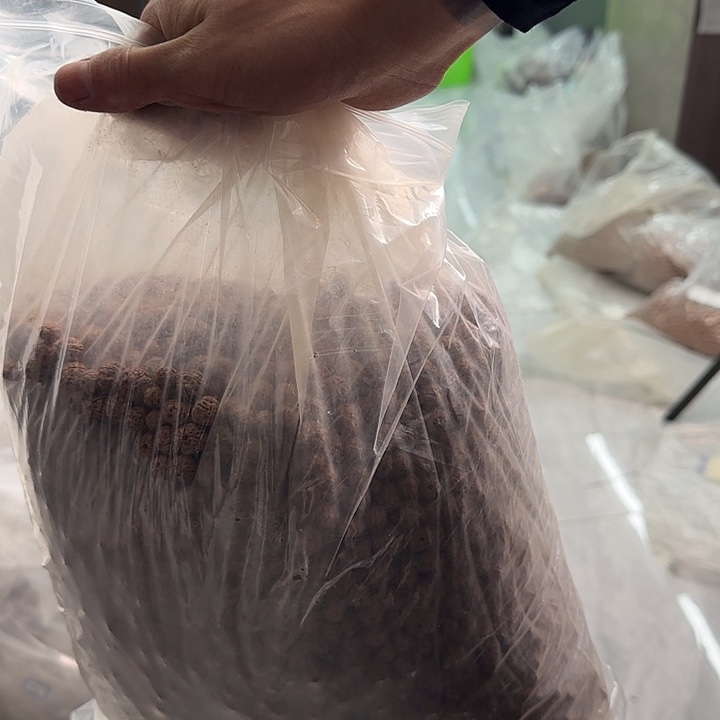 金刚菩提吊坠老树王散籽10+100非全品