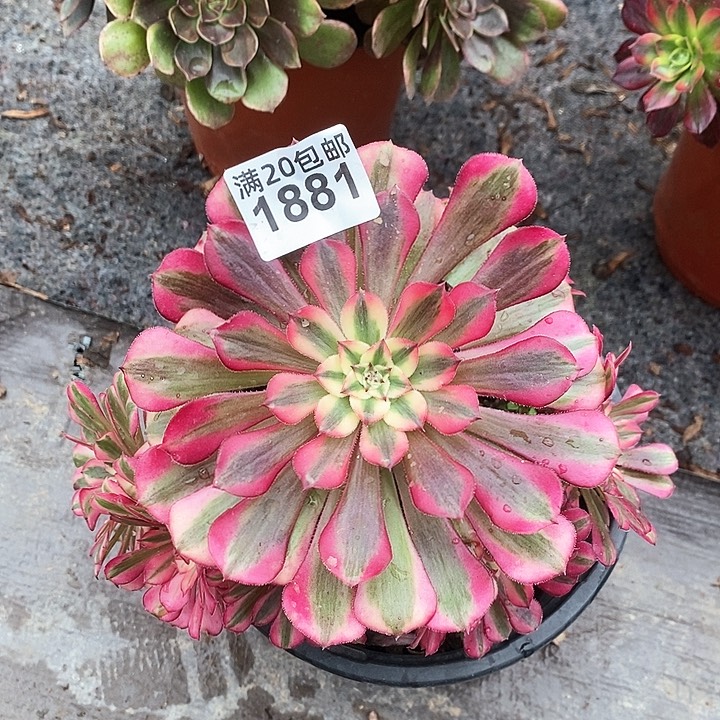 1881 一颗红铜葫法师多肉（断指没有售后