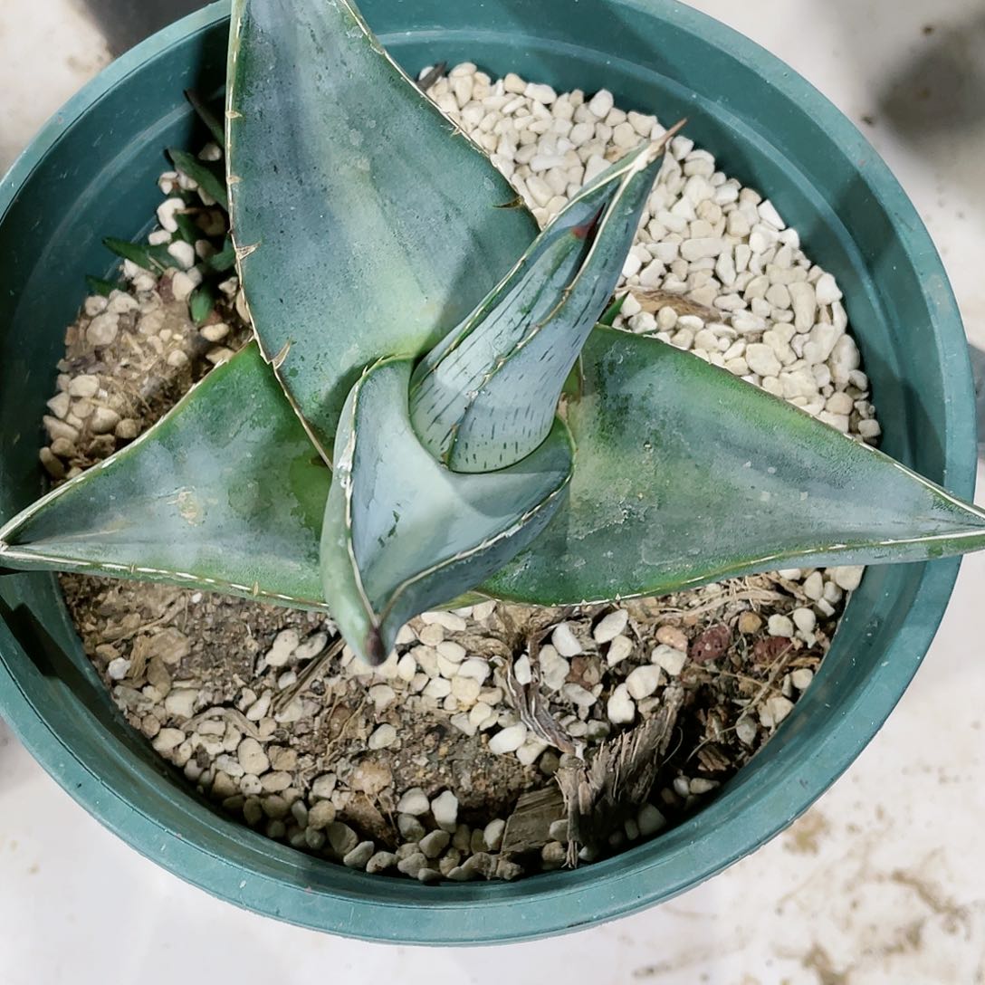 半*。普米拉小苗龙舌兰