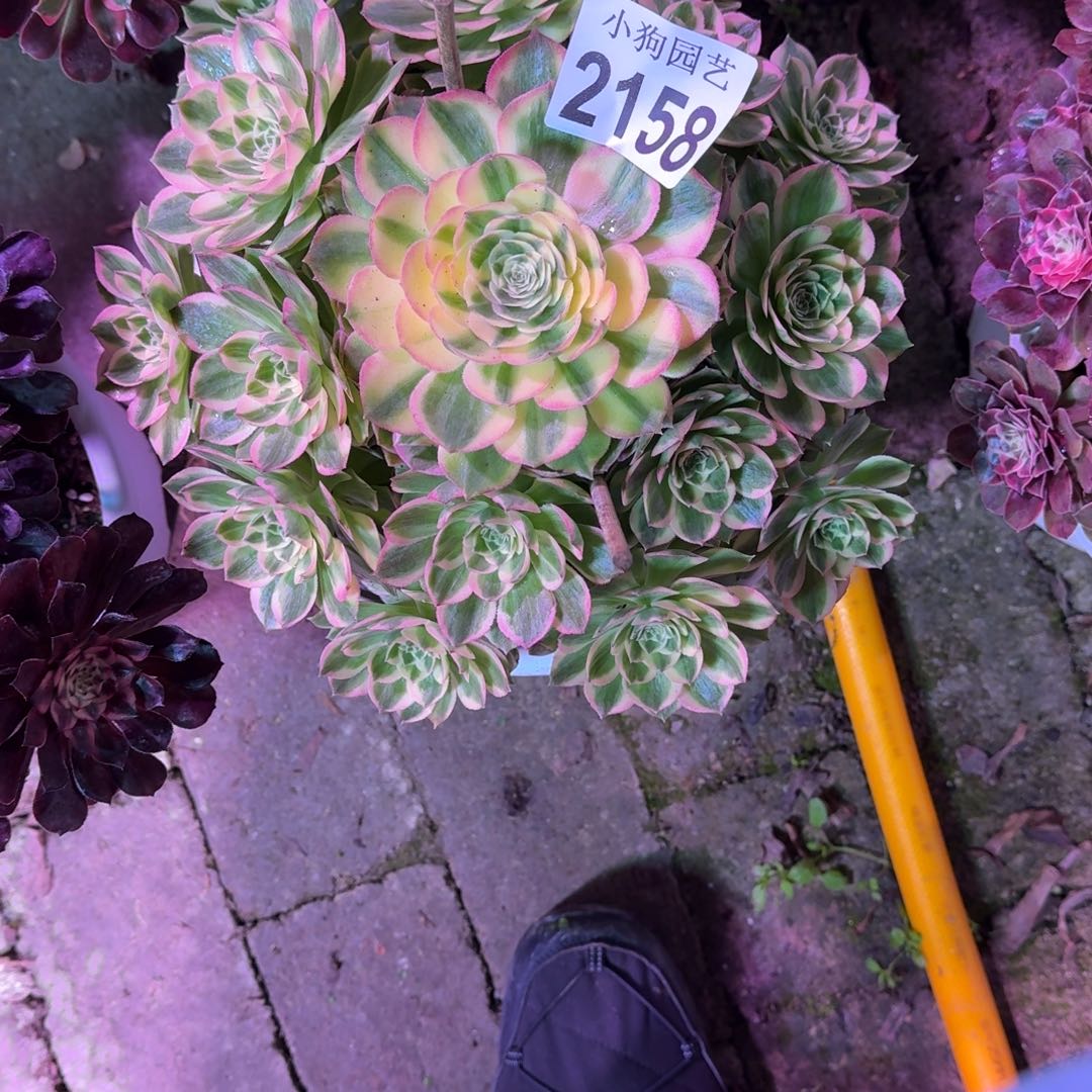 米***多玉芙蓉多肉植物2158