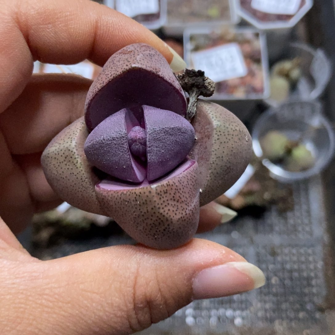 7614一颗母本紫帝玉