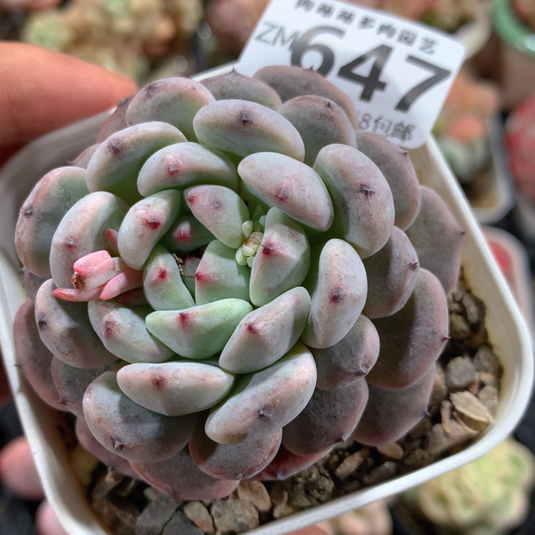 5CM拇指盆精控多肉ZM647