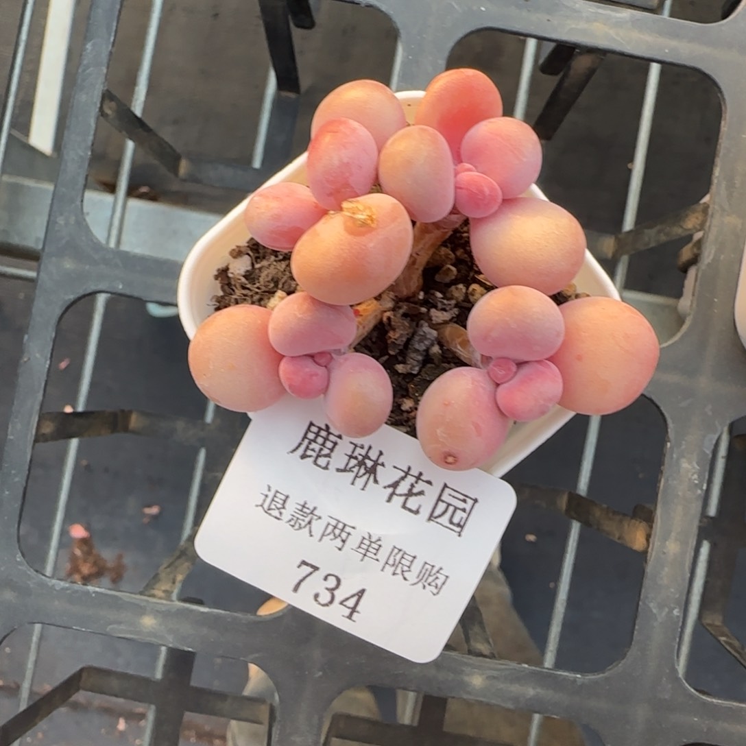闪购精品多肉734号