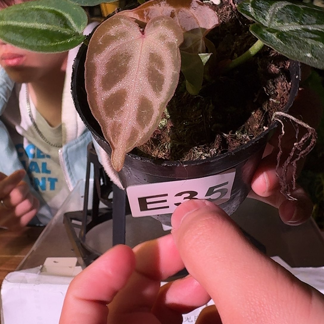 不开花植物E35skg银红杂银色面纱