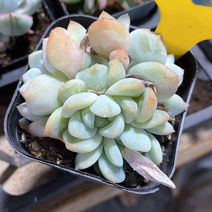 多肉植物厚梦829