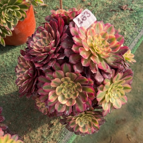 463红颜朵朵多肉，