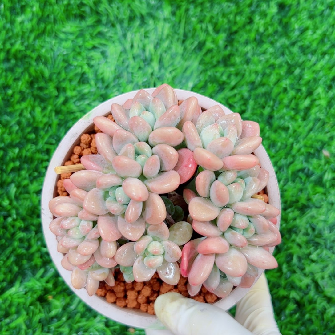 洛神朵朵多肉植物