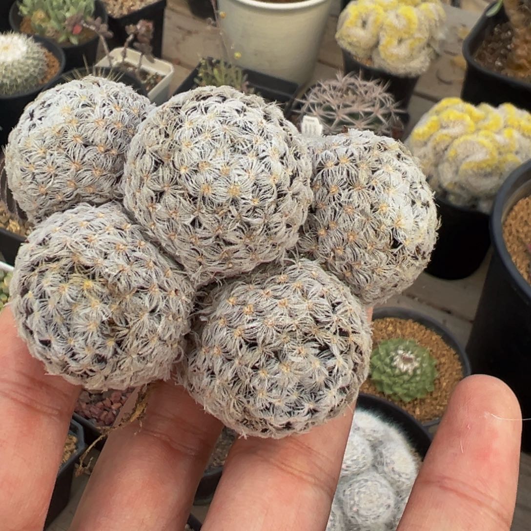 五环型杜威丸多肉植物实生根