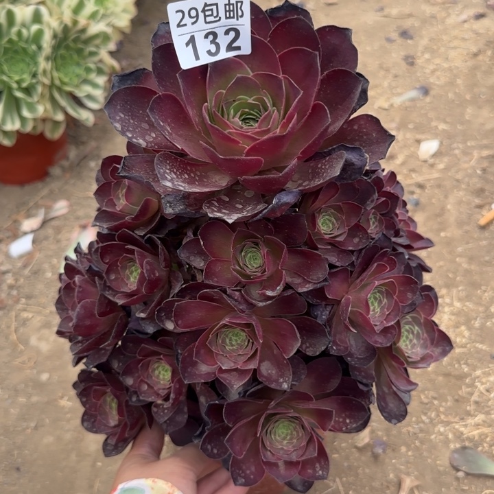 魅金玫瑰……多肉植物……