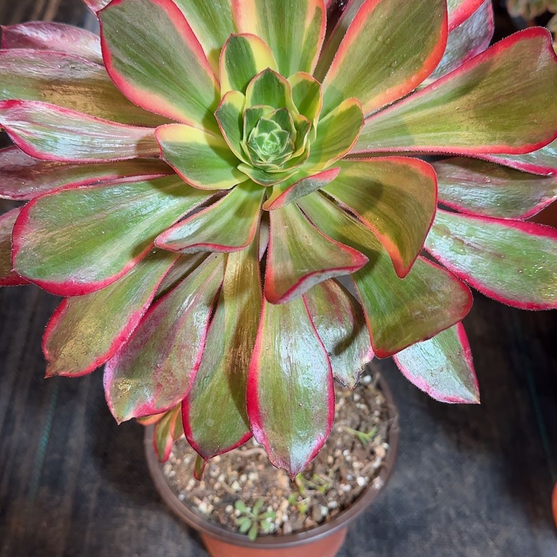 红魔女多肉0824多肉多肉