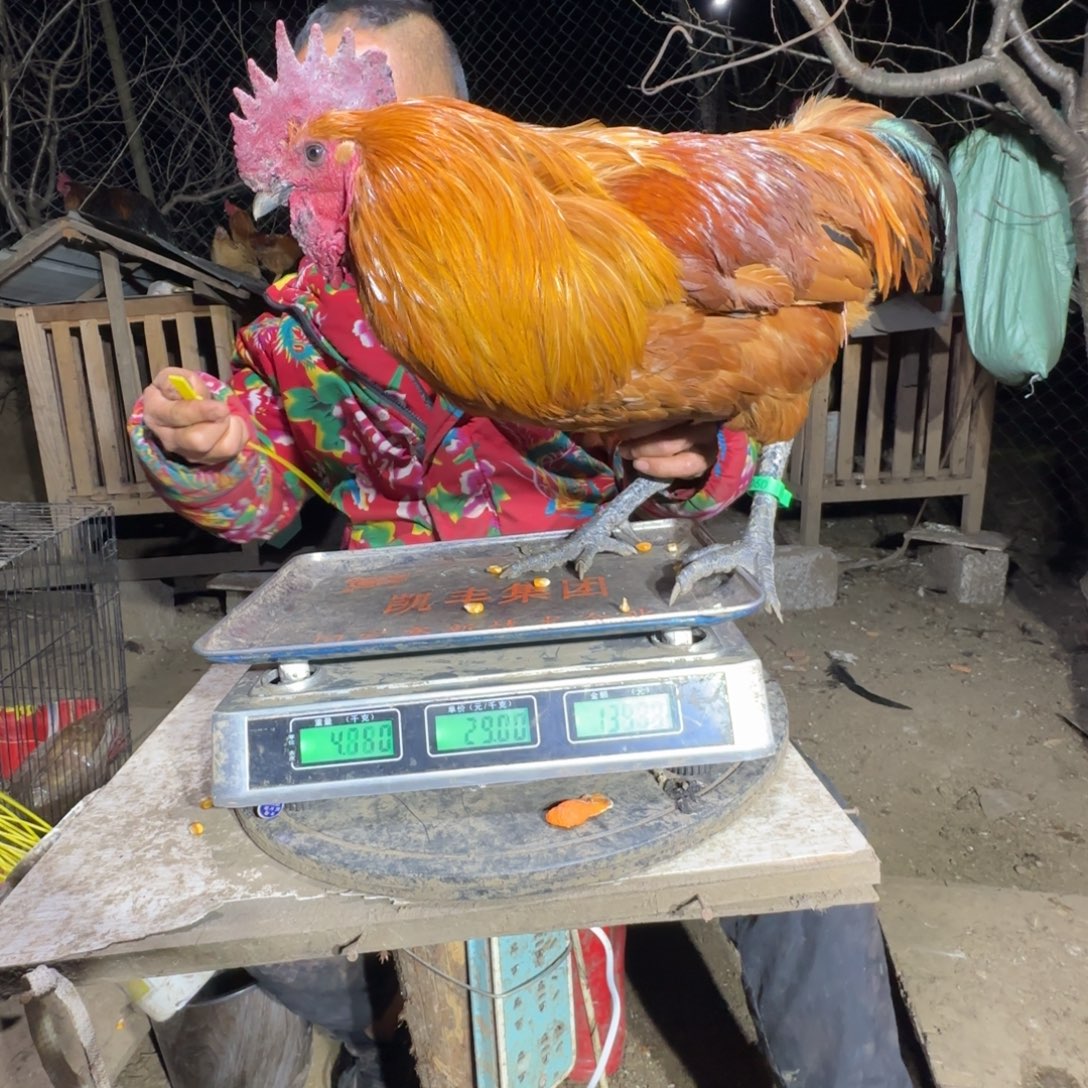 红瑶鸡0248……樱桃鸡