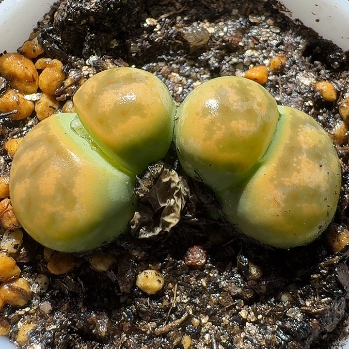 生石花111212。  192