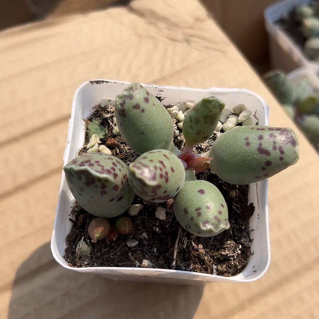 多肉植物多肉植物