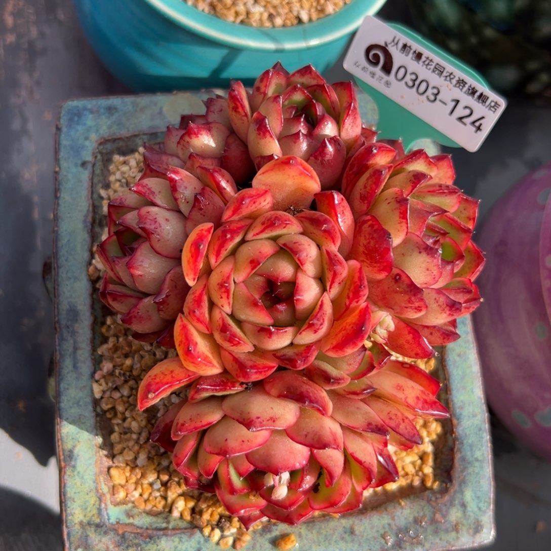 多肉一物一拍0303-127