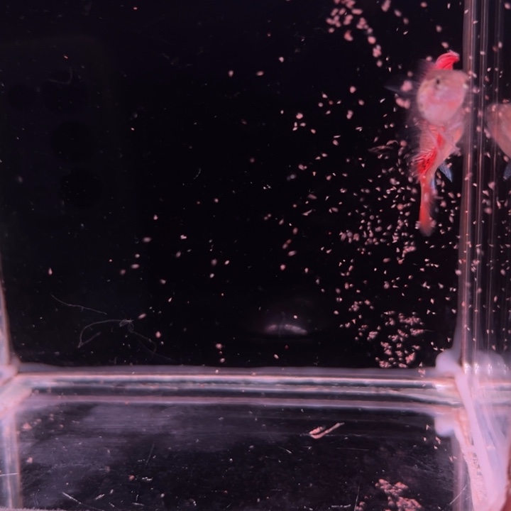 孔雀鱼细纹红蕾丝1对