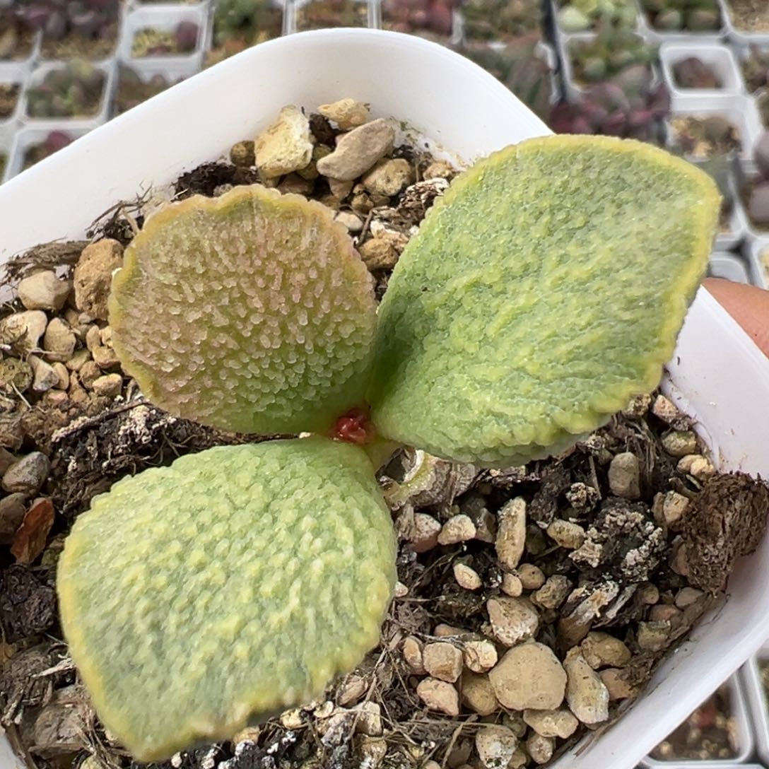 魏婴多肉植物水泡