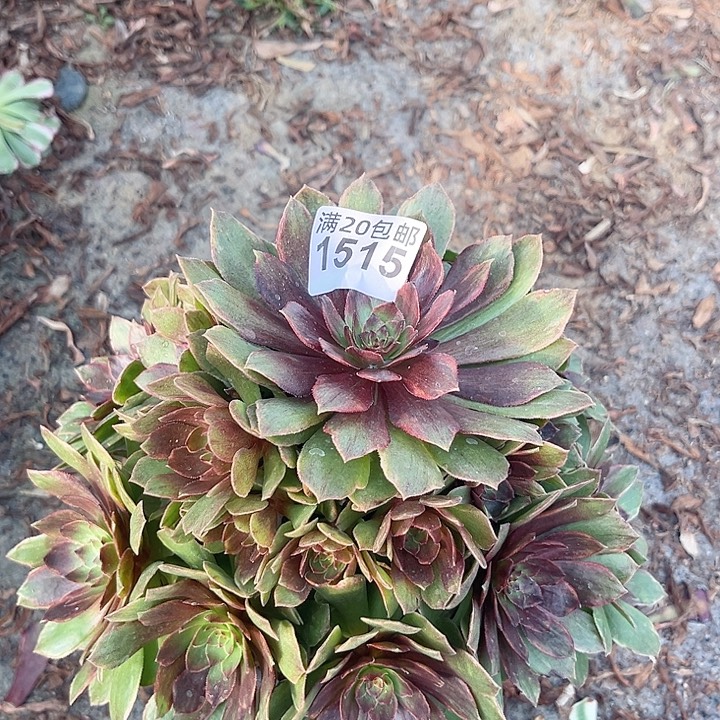 一颗红丝绒法师1515