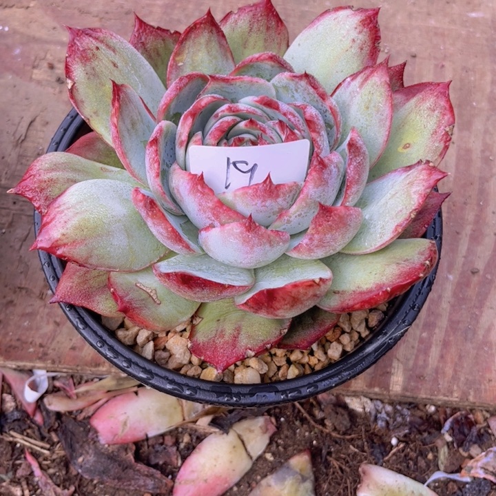 19。                   