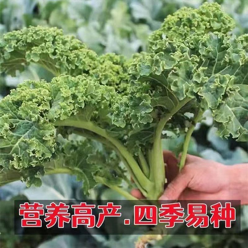 食用羽衣甘蓝苗四季可种耐寒蔬菜阳台盆栽种植佳品