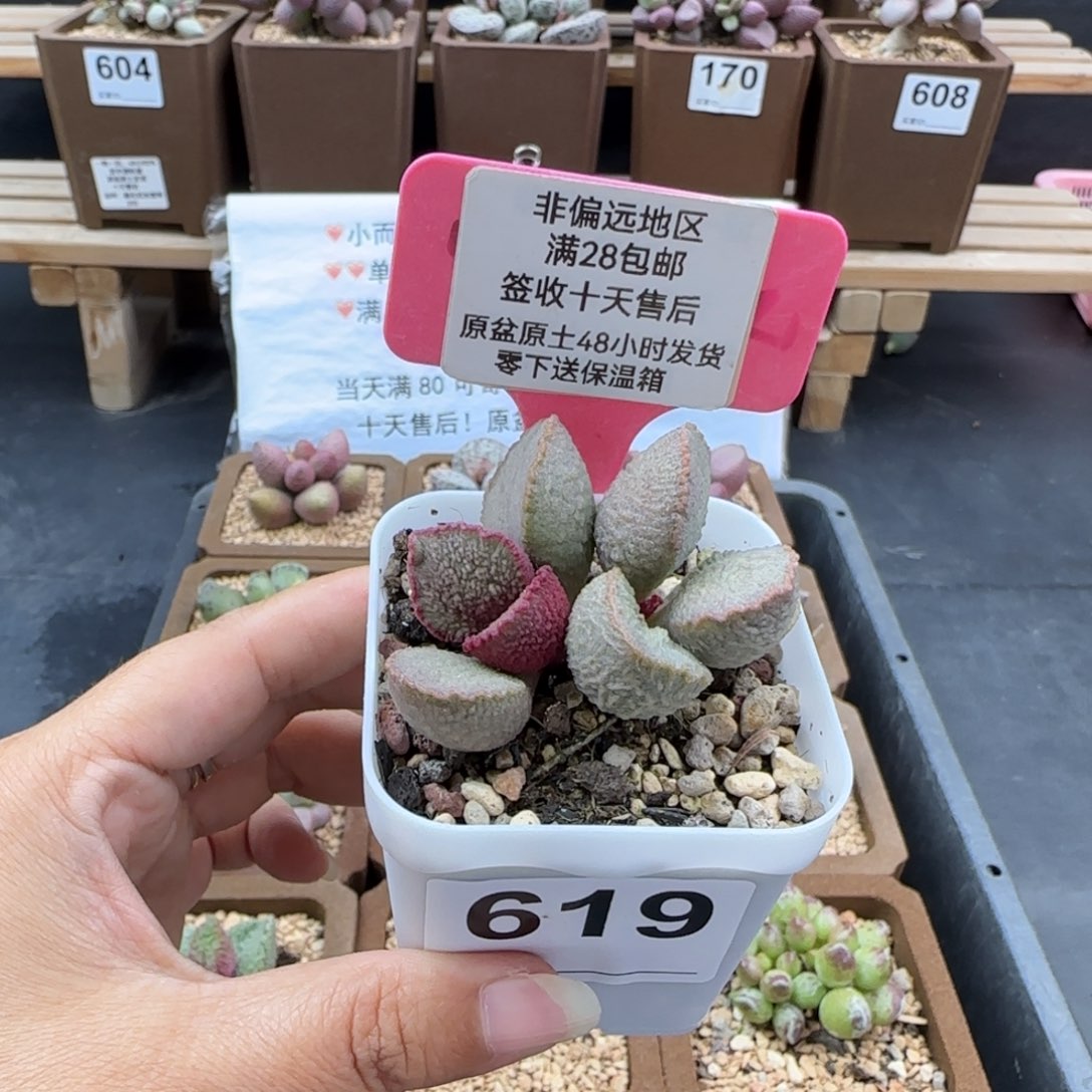 619彩虹翼多肉植物微瑕