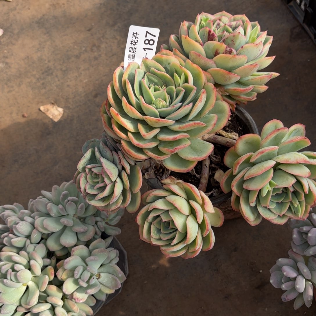 同温层多肉晨露187