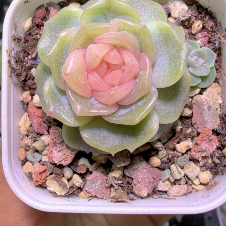 宫花玉簪双头特特
