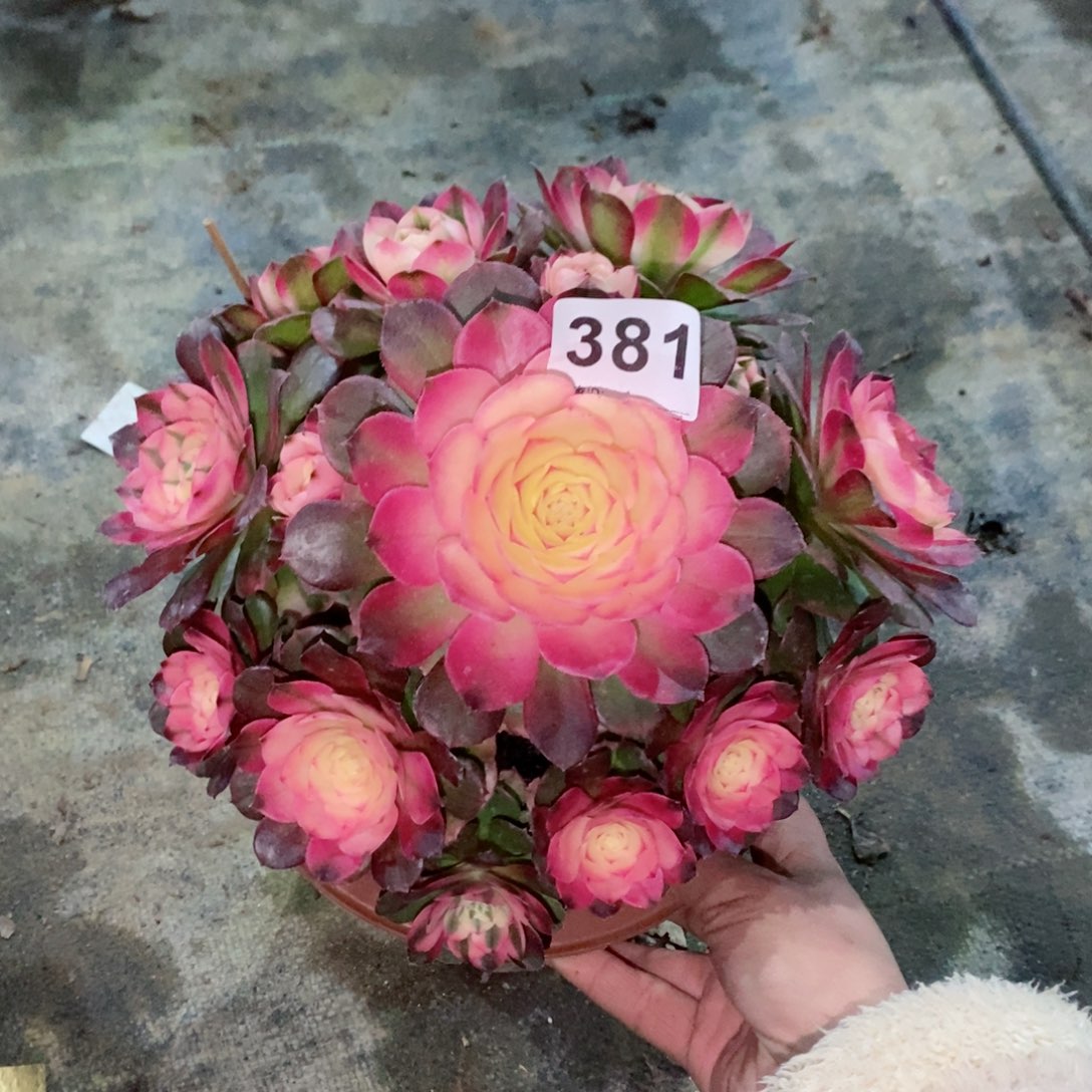 荔枝381多肉20冠服