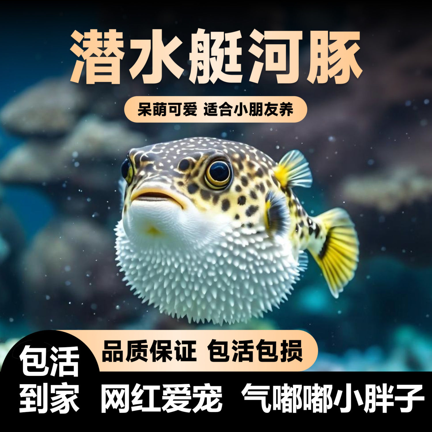 网红潜水艇金娃娃会鼓肚的小型观赏鱼