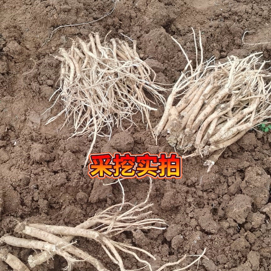 甘肃鲜党参小条现挖现发