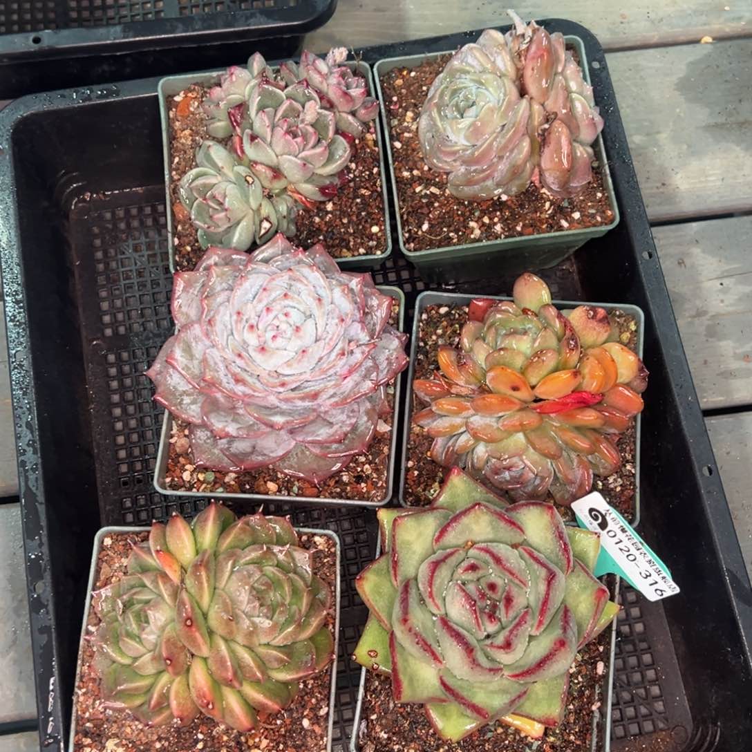 从前慢多肉精选编号0120.316