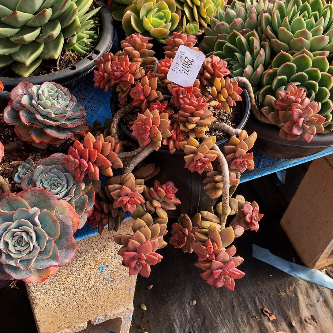 蜜***～   姬笼月多肉29076