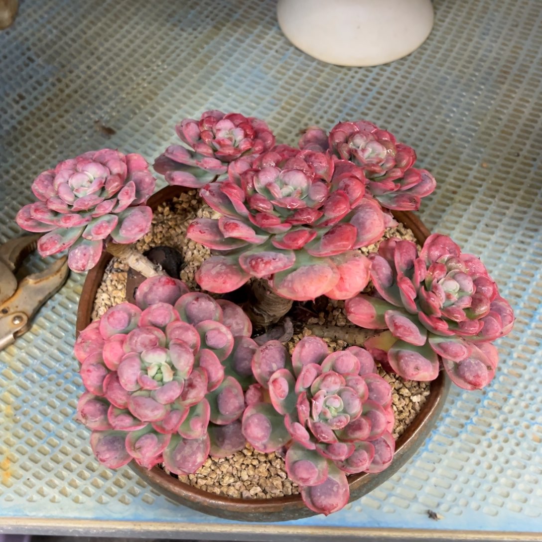 雨滴带盆物流费自理