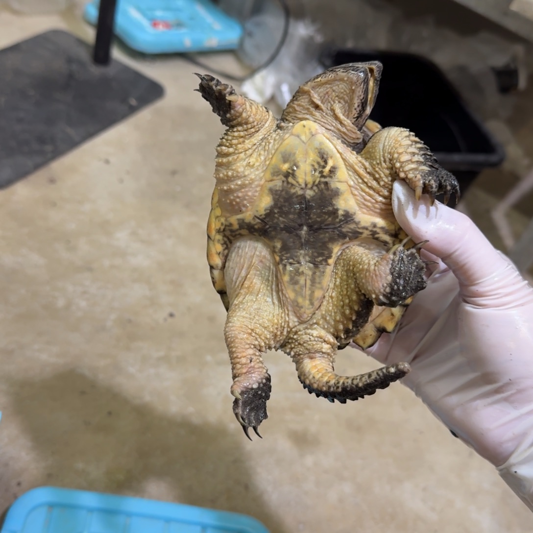 公母搭配小鳄龟编号100，福利价