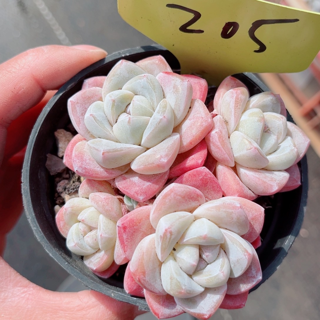 205号小老桩冰玉群