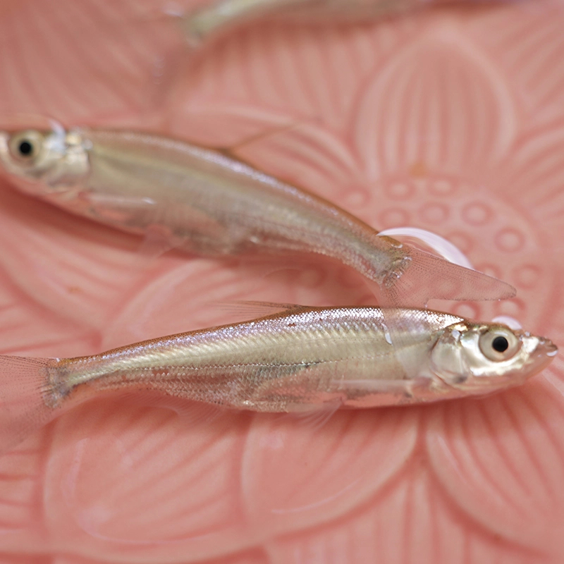 四川翘嘴 每条3g左右 渔场直发