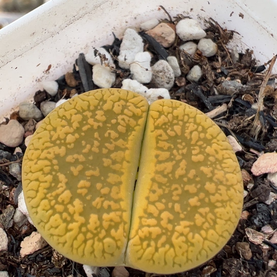 85多肉植物百科知识