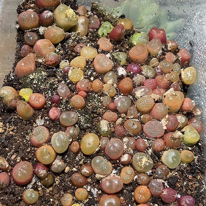 010号特价毛汗尼一盒多肉植物
