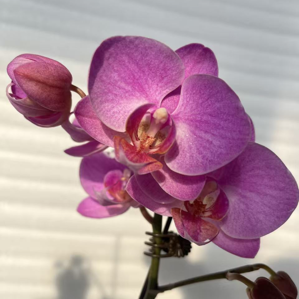 渟叙【粉公主】3.0寸 带花带花苞