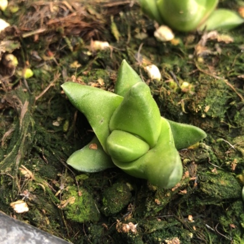 顿叶风车旋转硬叶