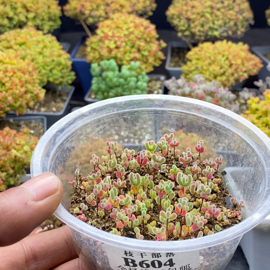 温***言切糕604。             